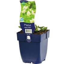 Mazus reptans ''Albus'' in een bloempot