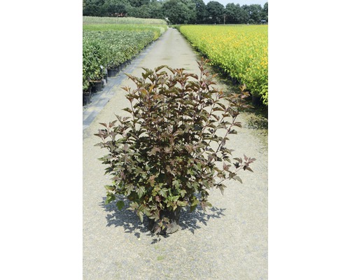 Blaasspirea in pot buiten
