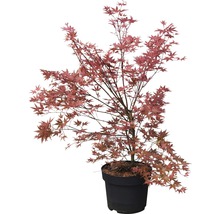 Japanse esdoorn in pot