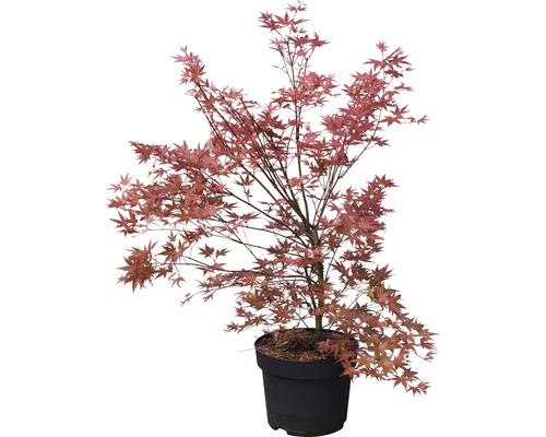 Japanse esdoorn in pot