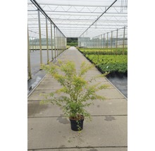 Japanse esdoorn in pot in een kas