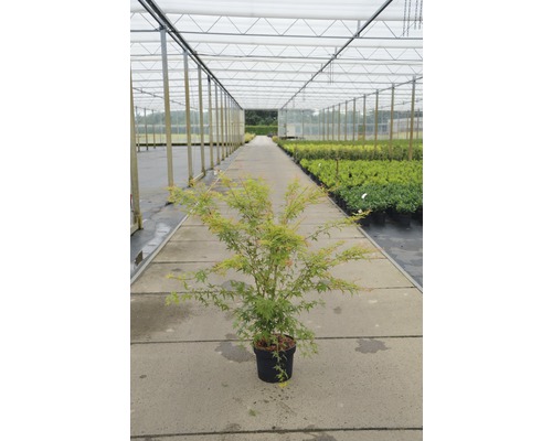 Japanse esdoorn in pot in een kas