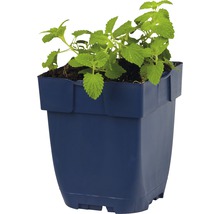 Melisse plant in een pot