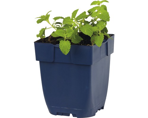 Melisse plant in een pot
