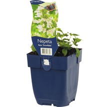 Nepeta faassenii Snowflake plant in een pot