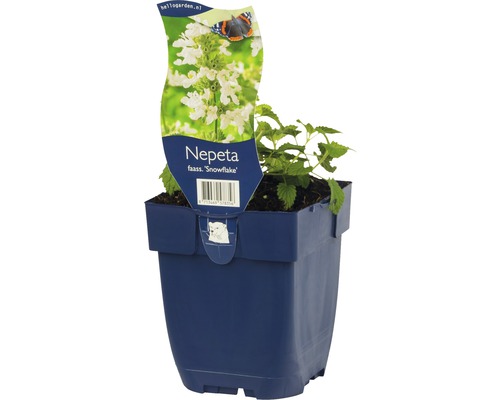 Nepeta faassenii Snowflake plant in een pot