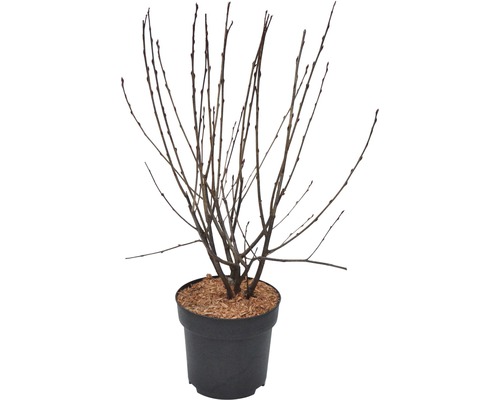 Struik in een pot