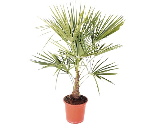 FLORASELF Chinese waaierpalm Trachycarpus fortunei potmaat Ø 25.0 cm H 60-80 cm