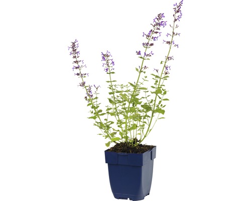 Kattenkruid in een pot