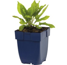 FLORASELF Vroeg Vergeet mij Nietje Omphalodes verna Ø 11 cm