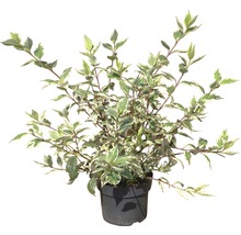 Kornoelje in pot