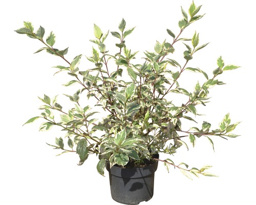 Kornoelje in pot