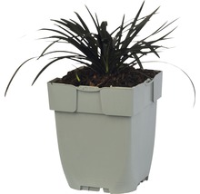FLORASELF Zwart gras Ophiopogon planiscapus 'Niger' potmaat Ø 11 cm H 5-10 cm