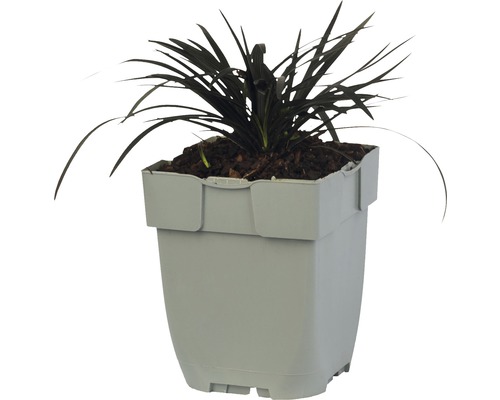 Zwarte slangenbaard plant in pot