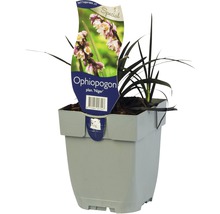 FLORASELF Zwart gras Ophiopogon planiscapus 'Niger' potmaat Ø 11 cm H 5-10 cm