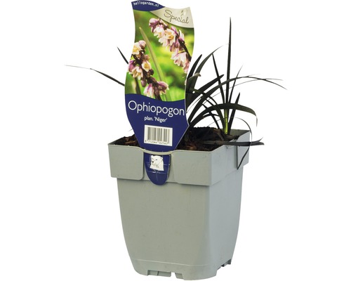 FLORASELF Zwart gras Ophiopogon planiscapus 'Niger' potmaat Ø 11 cm H 5-10 cm Zwarte slangenbaard Ophiopogon in een pot