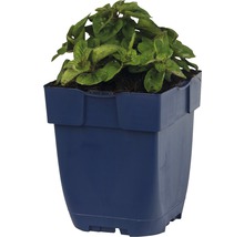 Plant in blauwe kunststof pot