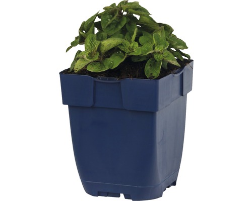 Plant in blauwe kunststof pot