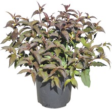 Japanse kornoelje ''Satomi'' in pot