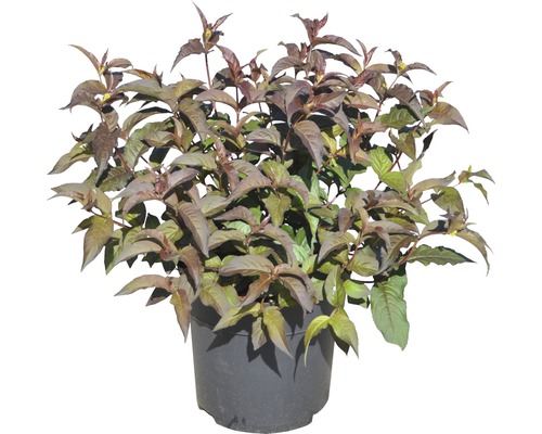 Japanse kornoelje ''Satomi'' in pot