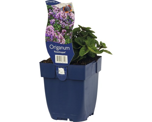 Oregano Rosenkuppel in pot