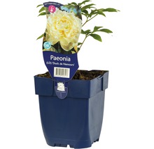 Pioenroos ''Duch. de Nemours'' in pot