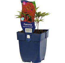 Pioenroos Paeonia Karl Rosenfield in pot