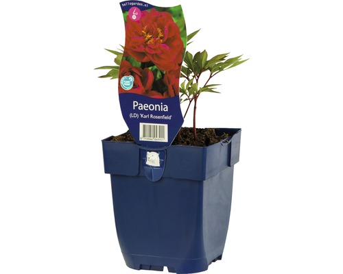 FLORASELF Pioen Paeonia-Cultivars 'Karl Rosenfield' Ø 11 cm