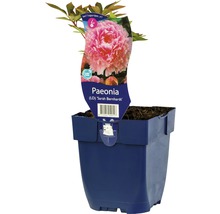 Pioenroos ''Sarah Bernhardt'' in pot