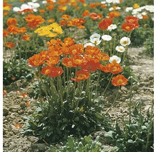 Veld met klaprozen in verschillende kleuren