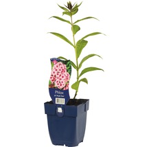 Vlambloem in pot