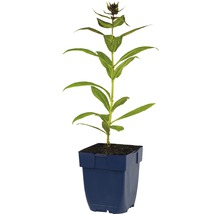 Gentiaan in pot voor de tuin