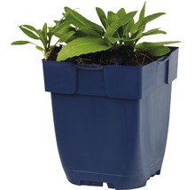 Bloempot met groene plant