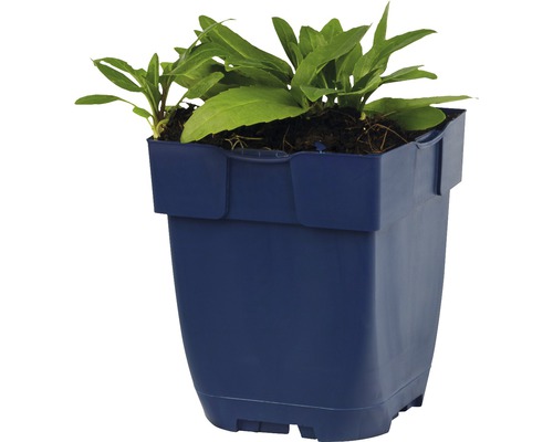 Bloempot met groene plant