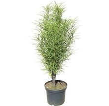 Potplant met groene bladeren