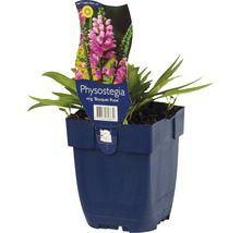 Physostegia Virg. ''Bouquet Rose'' in een pot