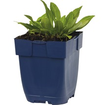 Sla zaailing in een blauwe plastic pot
