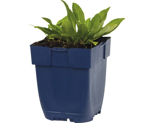 Sla zaailing in een blauwe plastic pot