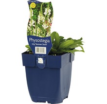 Scharnierbloem ''Summer Snow'' in pot