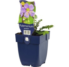 Ladder Jacobs plant in pot