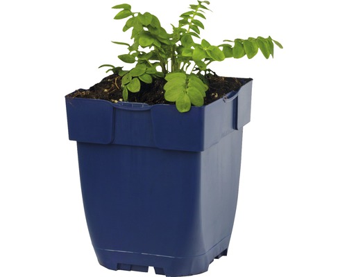 Zamioculcas kamerplant in een plantenbak