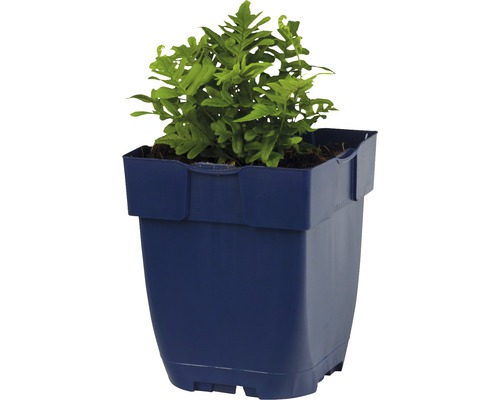 Vaatplantvaren in een pot