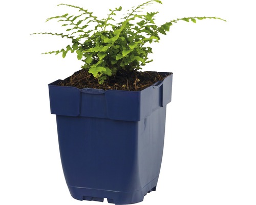 Kamerplant in een pot