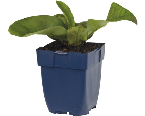 Jonge plant in een pot