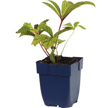 Plant in plastic pot