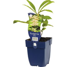 Rodgersia pinnata in pot