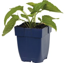 FLORASELF Zonnehoed Rudbeckia fulgida Ø 11 cm