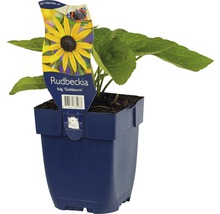 FLORASELF Zonnehoed Rudbeckia fulgida Ø 11 cm