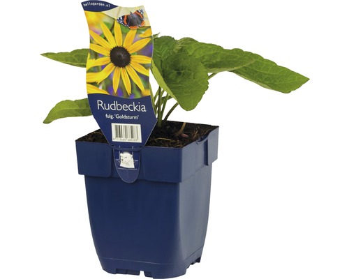 Rudbeckia Goldsturm in pot