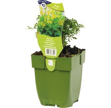 FLORASELF Wijnruit Ruta graveolens potmaat Ø 11 cm H 5-15 cm